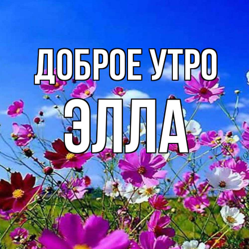 Открытка на каждый день с именем, Элла Доброе утро сиреневые цветы Прикольная открытка с пожеланием онлайн скачать бесплатно 