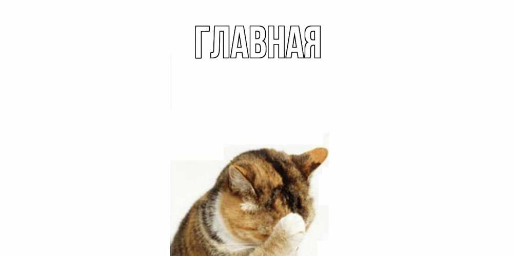 Открытка на каждый день с именем, настя Главная кот Прикольная открытка с пожеланием онлайн скачать бесплатно 