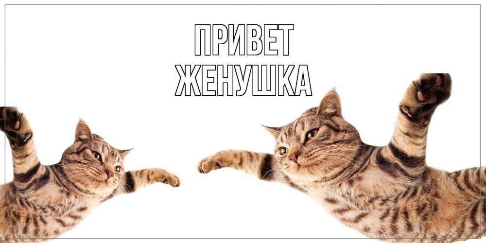 Открытка на каждый день с именем, женушка Привет кот Прикольная открытка с пожеланием онлайн скачать бесплатно 