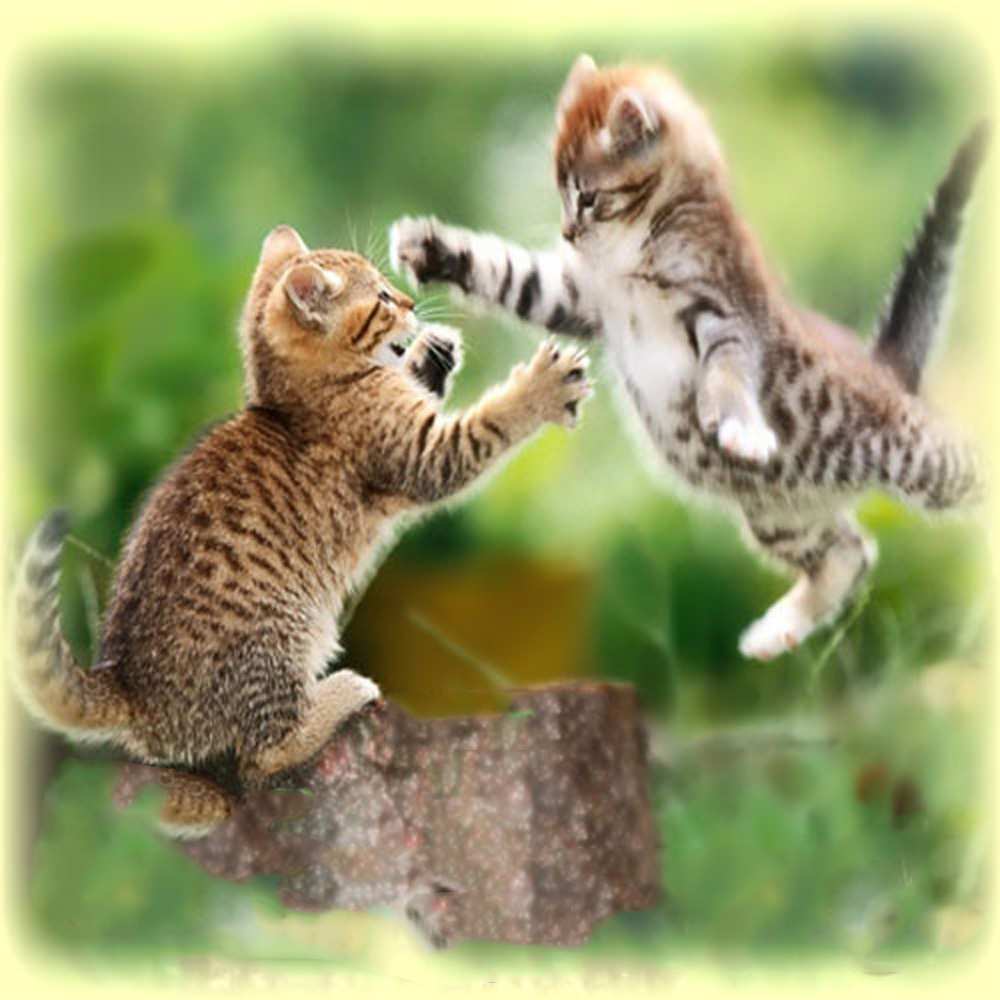 Открытка на каждый день с именем, дикобразик Хочу обнять тебя игры котят Прикольная открытка с пожеланием онлайн скачать бесплатно 