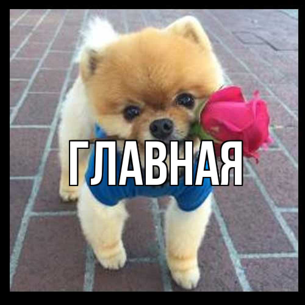 Открытка на каждый день с именем, Анна Главная роза в зубах Прикольная открытка с пожеланием онлайн скачать бесплатно 