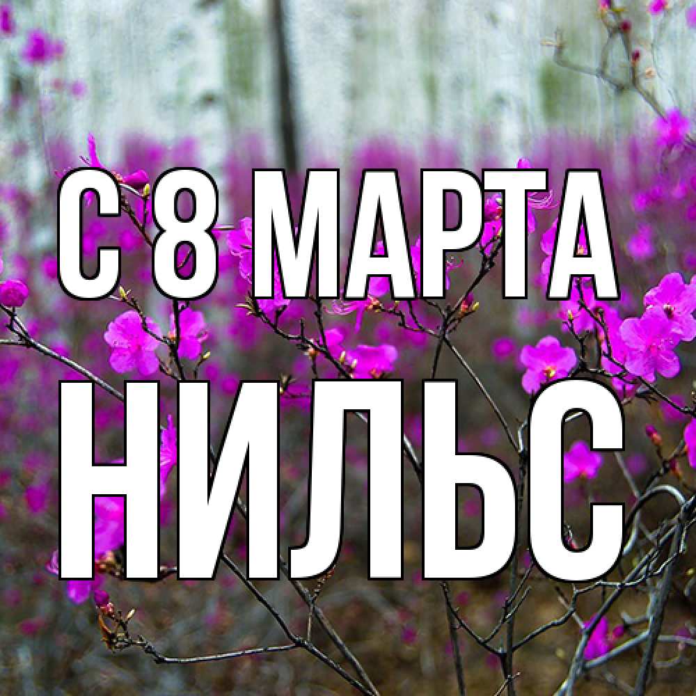 Открытка на каждый день с именем, Нильс C 8 МАРТА дикие цветы Прикольная открытка с пожеланием онлайн скачать бесплатно 
