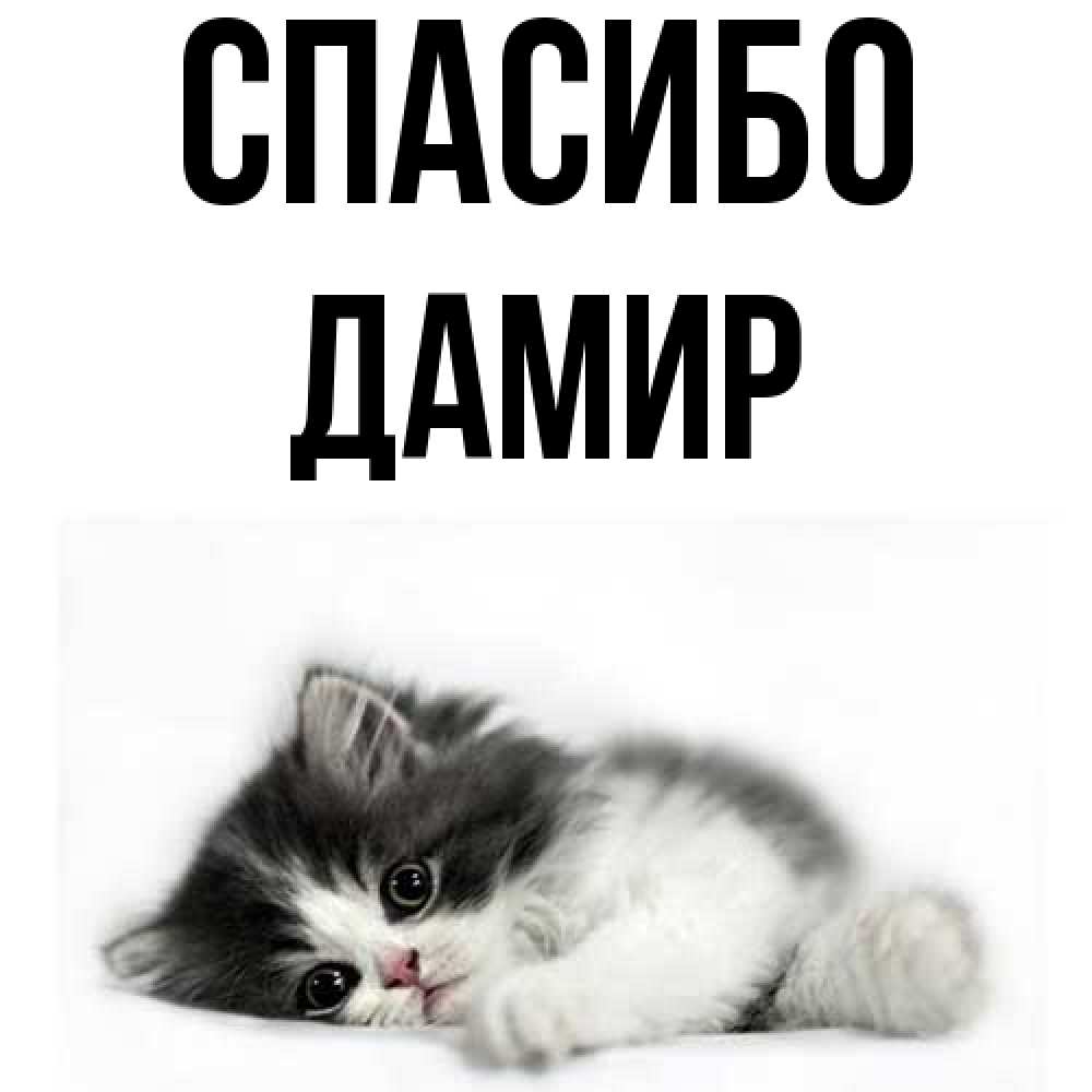 Открытка на каждый день с именем, Дамир Спасибо черный и белый кот Прикольная открытка с пожеланием онлайн скачать бесплатно 