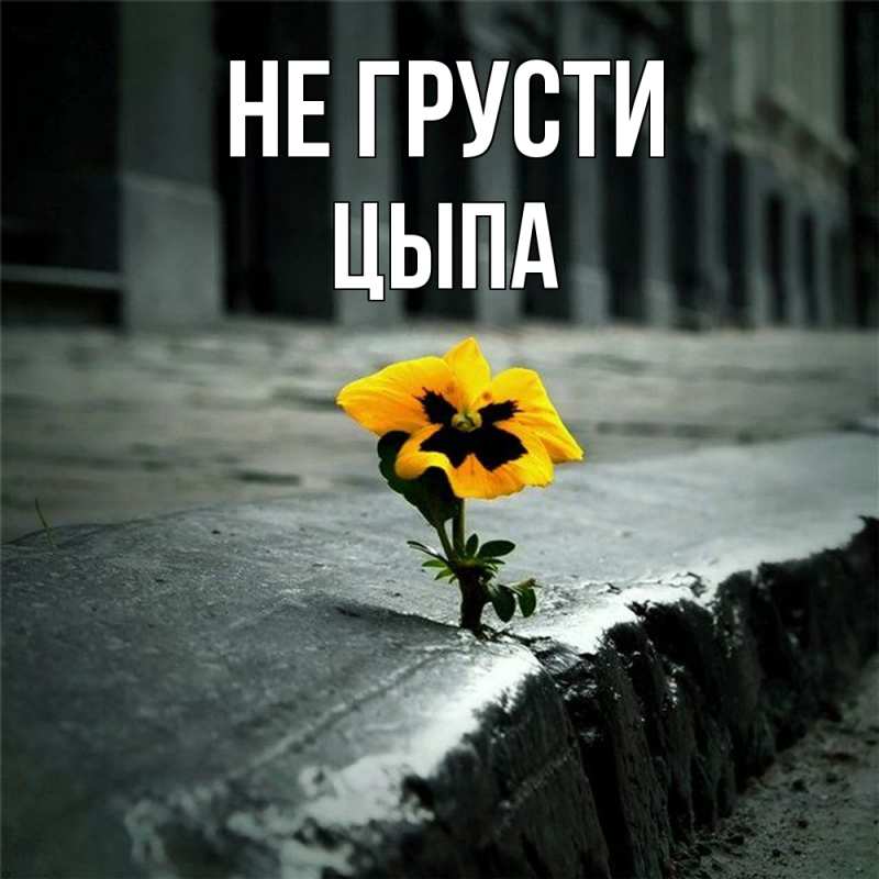 Картинка Не грусти, Цыпа
