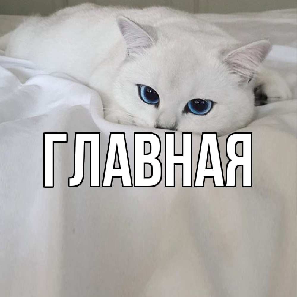 Открытка на каждый день с именем, настя Главная белый кот с голубыми глазами на белоснежной кровати Прикольная открытка с пожеланием онлайн скачать бесплатно 