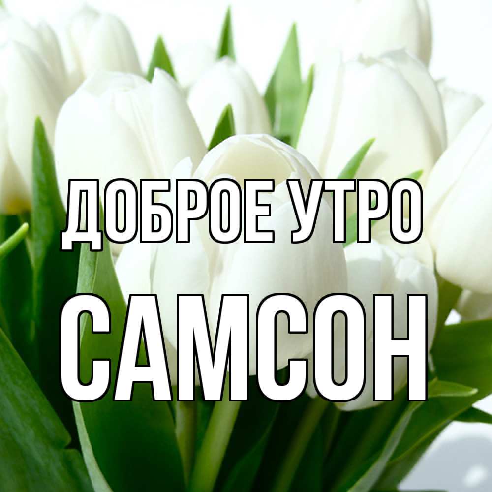 Открытка на каждый день с именем, Самсон Доброе утро открытки на каждый день по именам Прикольная открытка с пожеланием онлайн скачать бесплатно 