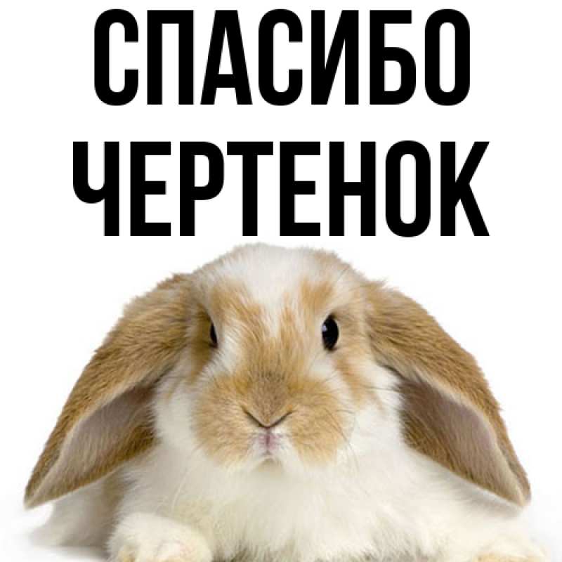 Картинка Спасибо, чеpтенок