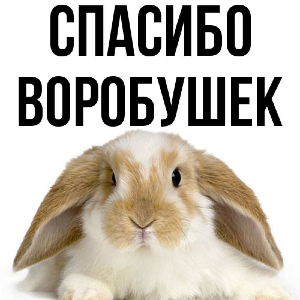 Открытка на каждый день с именем, Воробушек Спасибо коричнево белый заяц Прикольная открытка с пожеланием онлайн скачать бесплатно 