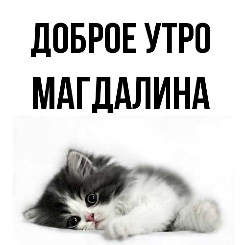 Открытка на каждый день с именем, Магдалина Доброе утро кот лапки Прикольная открытка с пожеланием онлайн скачать бесплатно 