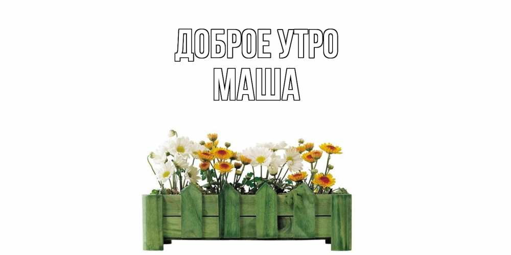 Открытка на каждый день с именем, Маша Доброе утро цветы Прикольная открытка с пожеланием онлайн скачать бесплатно 
