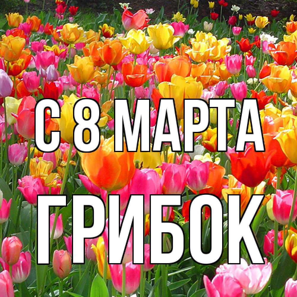 Открытка на каждый день с именем, Грибок C 8 МАРТА на международный женский день Прикольная открытка с пожеланием онлайн скачать бесплатно 