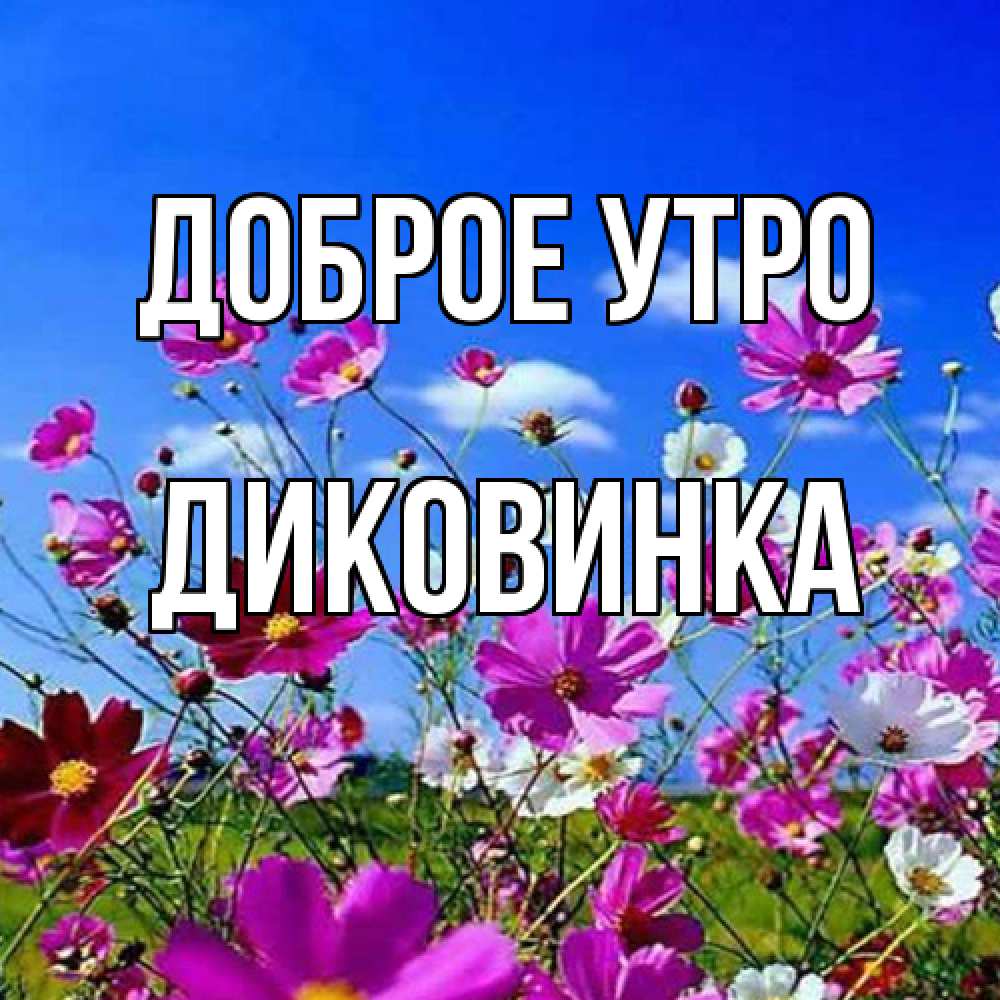 Открытка на каждый день с именем, Диковинка Доброе утро сиреневые цветы Прикольная открытка с пожеланием онлайн скачать бесплатно 