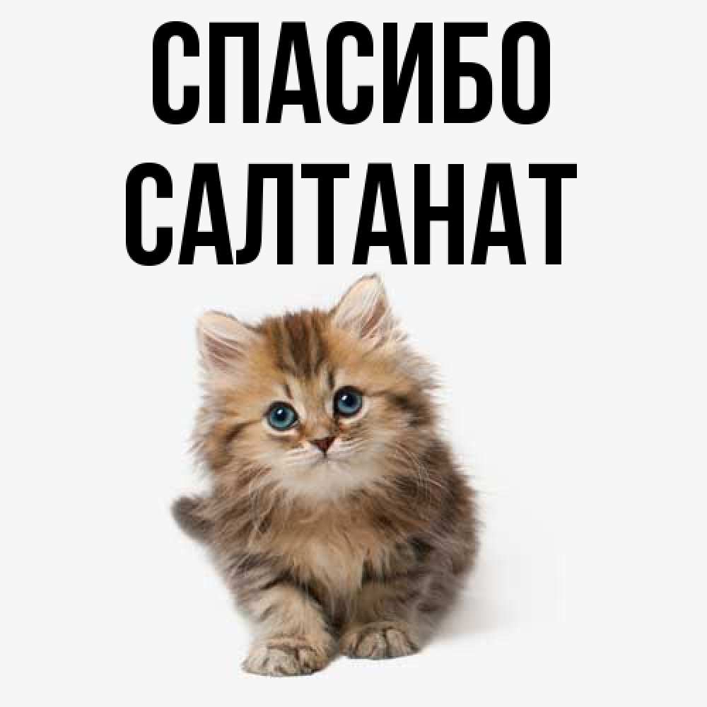 Открытка на каждый день с именем, Салтанат Спасибо пушистый котик Прикольная открытка с пожеланием онлайн скачать бесплатно 