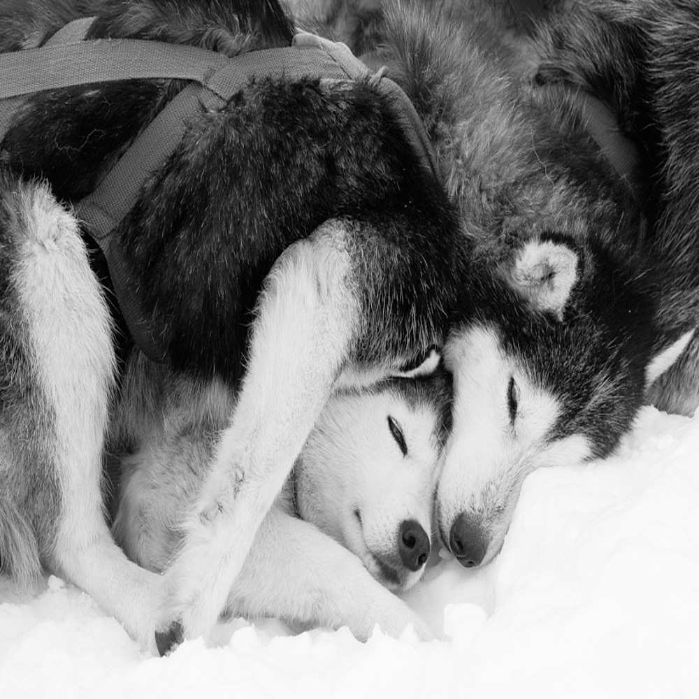 Открытка на каждый день с именем, Диодора Хочу обнять тебя собачки в упряжке Прикольная открытка с пожеланием онлайн скачать бесплатно 