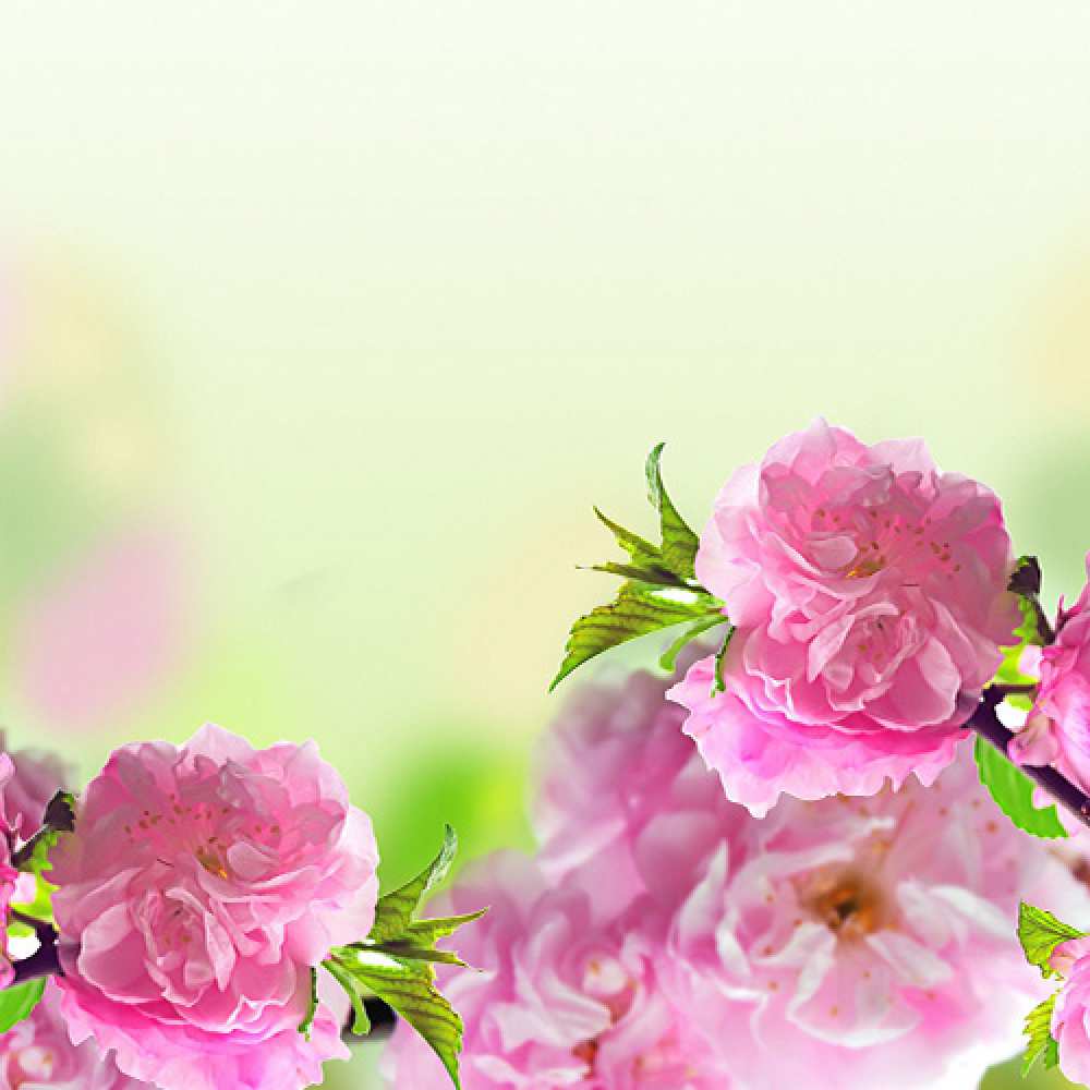 Открытка на каждый день с именем, Харитон C 8 МАРТА цветы Прикольная открытка с пожеланием онлайн скачать бесплатно 