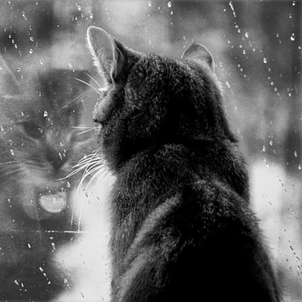 Открытка на каждый день с именем, Чудесная Не грусти отражение кота 1 Прикольная открытка с пожеланием онлайн скачать бесплатно 