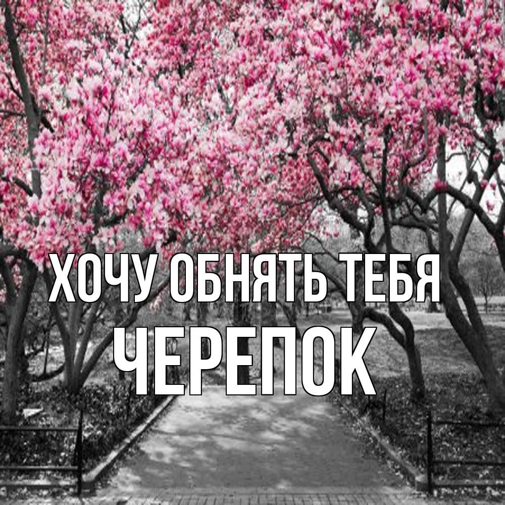 Открытка на каждый день с именем, Черепок Хочу обнять тебя обработанное фото Прикольная открытка с пожеланием онлайн скачать бесплатно 