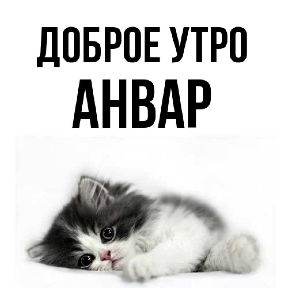 Открытка на каждый день с именем, Анвар Доброе утро кот лапки Прикольная открытка с пожеланием онлайн скачать бесплатно 