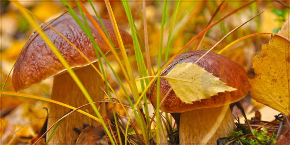 Открытка на каждый день с именем, Радий Доброе утро осенние грибы Прикольная открытка с пожеланием онлайн скачать бесплатно 