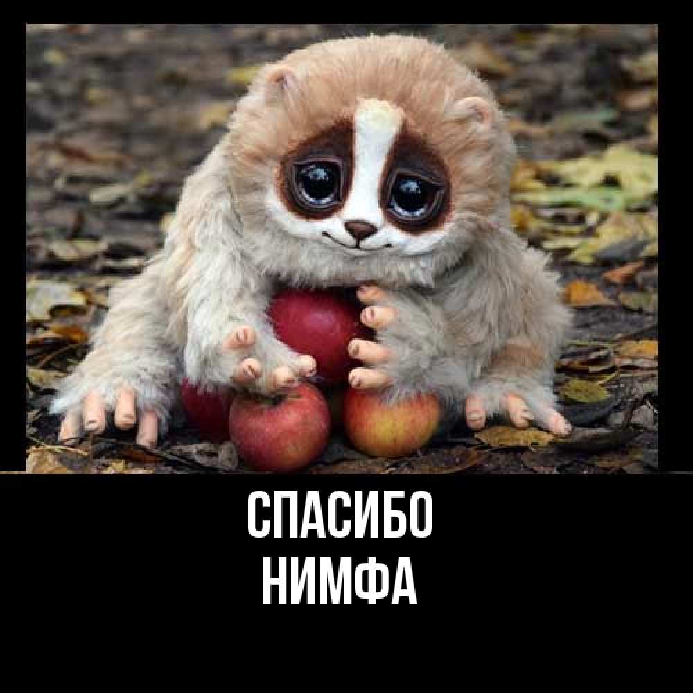 Открытка на каждый день с именем, Нимфа Спасибо прикольное животное Прикольная открытка с пожеланием онлайн скачать бесплатно 