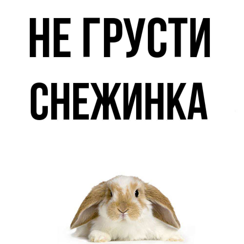 Открытка на каждый день с именем, Снежинка Не грусти коричнево белый заяц с большими ушками Прикольная открытка с пожеланием онлайн скачать бесплатно 