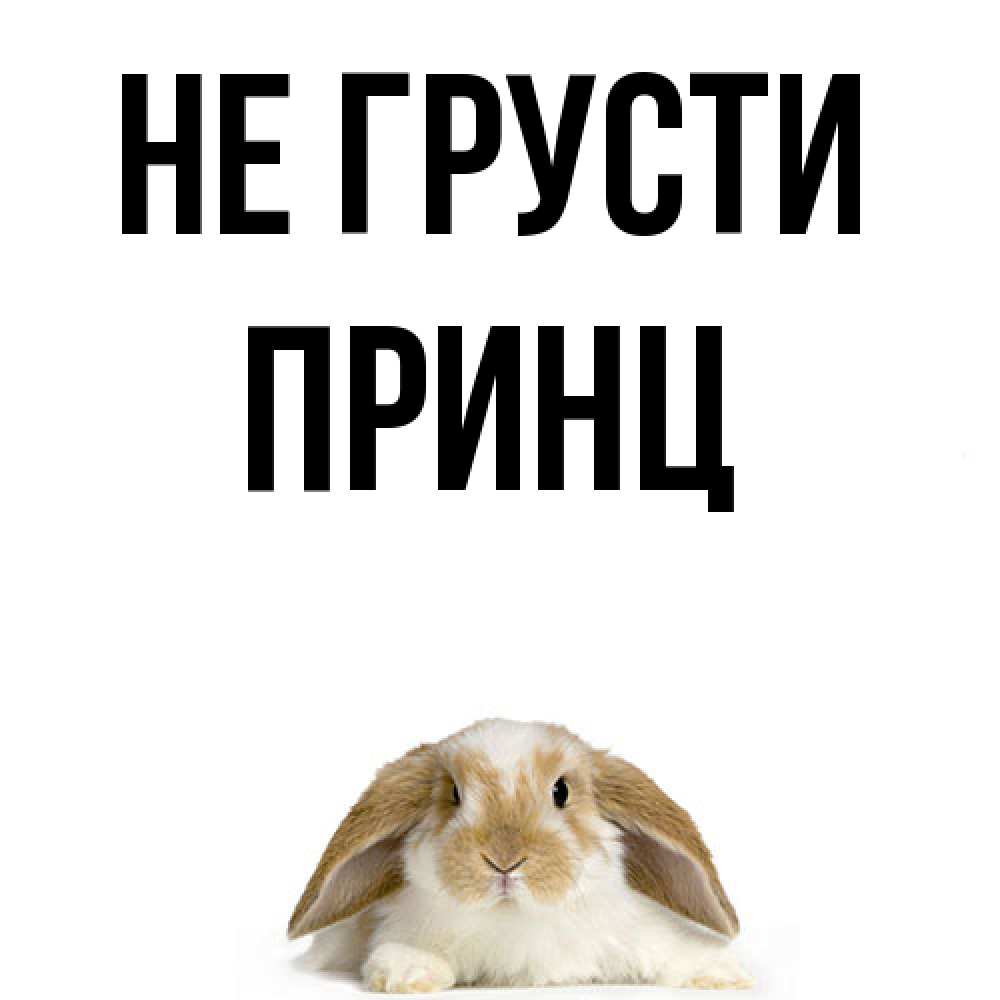 Открытка на каждый день с именем, Принц Не грусти коричнево белый заяц с большими ушками Прикольная открытка с пожеланием онлайн скачать бесплатно 