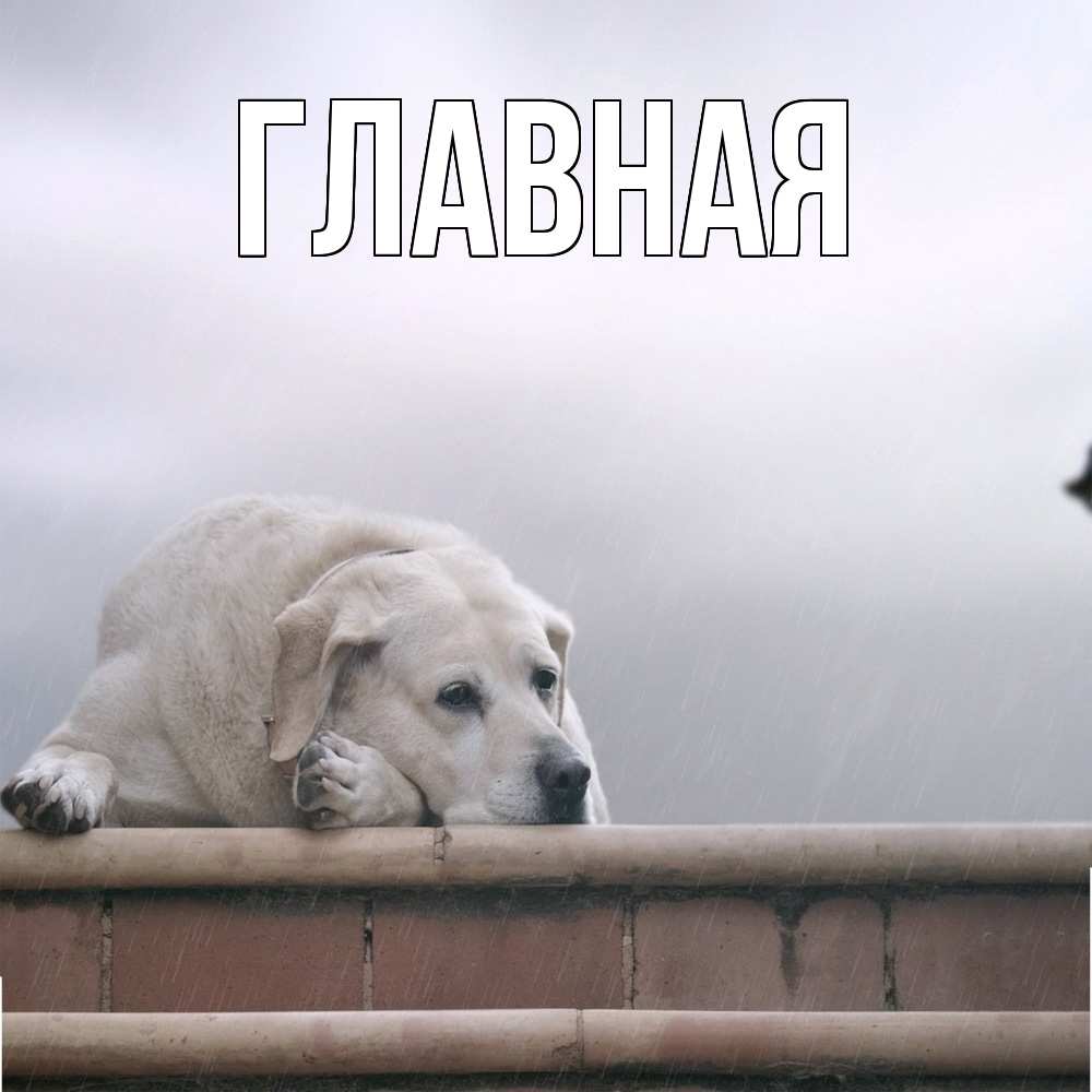 Открытка на каждый день с именем, Марьяна Главная белый пес 1 Прикольная открытка с пожеланием онлайн скачать бесплатно 