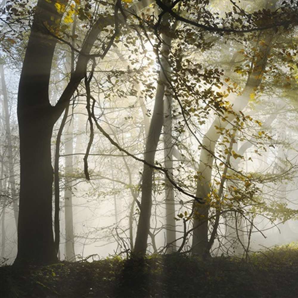 Открытка на каждый день с именем, Ева Не грусти лес и свет Прикольная открытка с пожеланием онлайн скачать бесплатно 