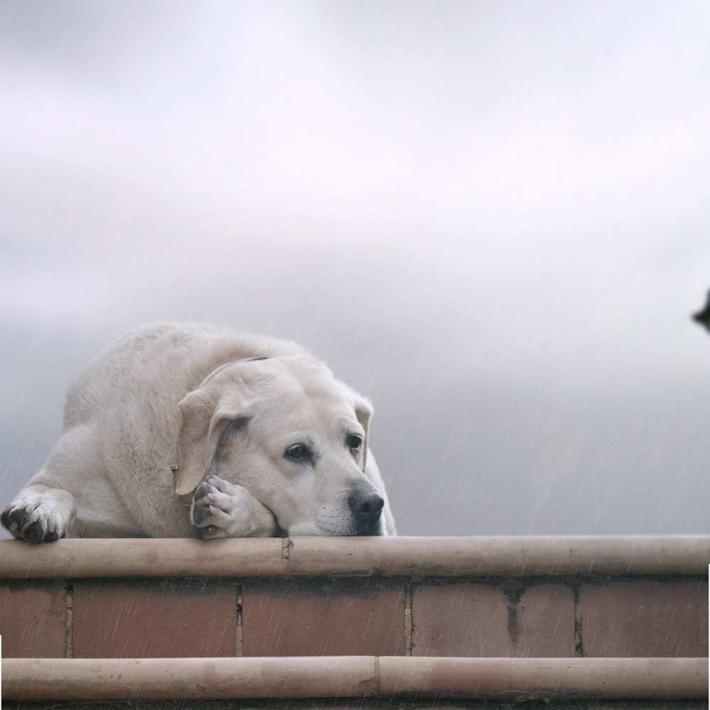 Открытка на каждый день с именем, Медвед Не грусти белый пес 1 Прикольная открытка с пожеланием онлайн скачать бесплатно 