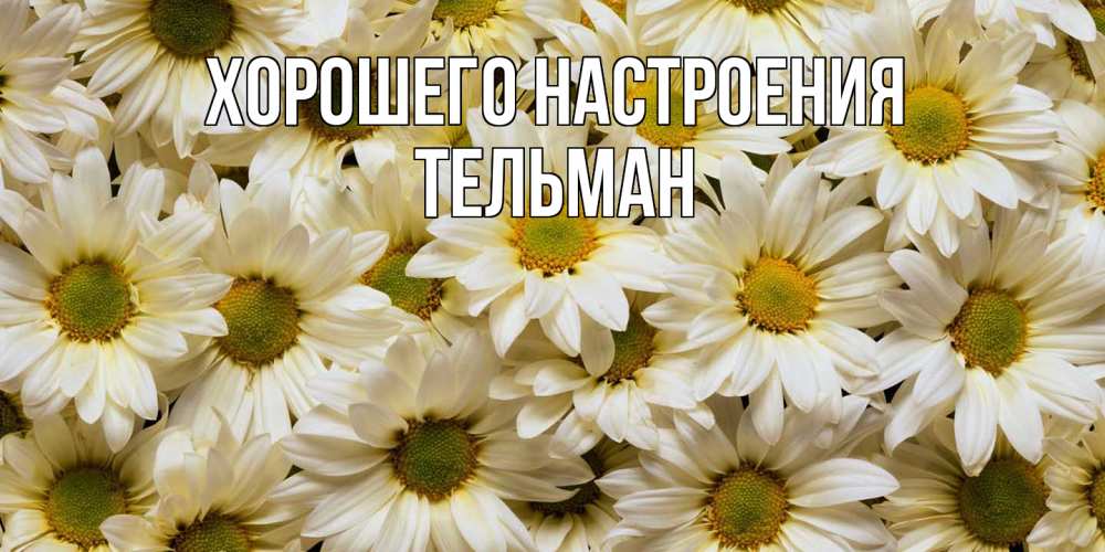 Открытка на каждый день с именем, Тельман Хорошего настроения крупные ромашки Прикольная открытка с пожеланием онлайн скачать бесплатно 