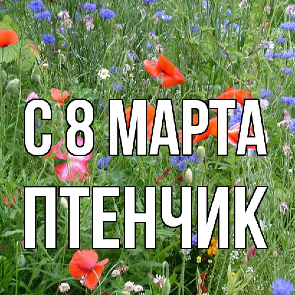 Открытка на каждый день с именем, Птенчик C 8 МАРТА международный женский день 4 Прикольная открытка с пожеланием онлайн скачать бесплатно 