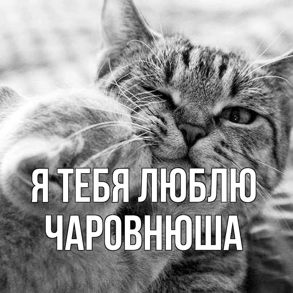 Открытка на каждый день с именем, Чаpовнюша Я тебя люблю коты Прикольная открытка с пожеланием онлайн скачать бесплатно 