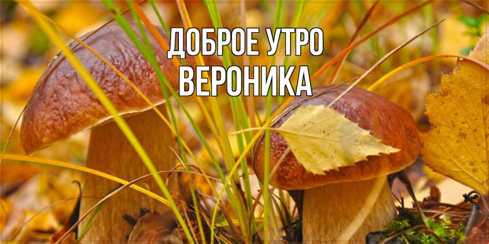 Открытка на каждый день с именем, Вероника Доброе утро осенние грибы Прикольная открытка с пожеланием онлайн скачать бесплатно 