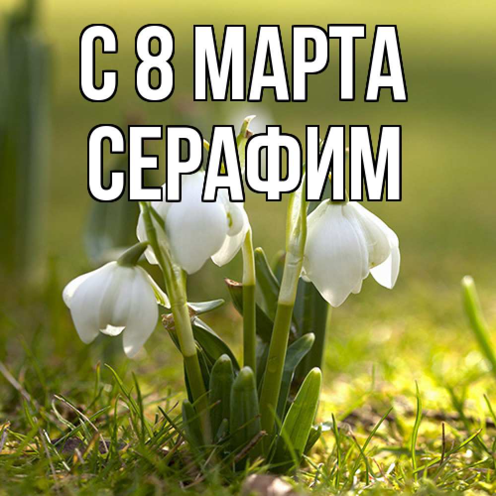 Открытка на каждый день с именем, Серафим C 8 МАРТА ранние цветы 2 Прикольная открытка с пожеланием онлайн скачать бесплатно 