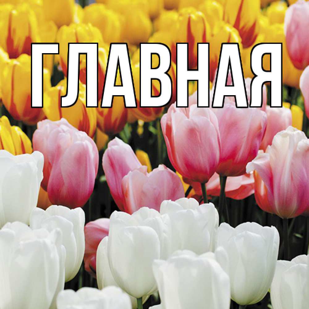 Открытка на каждый день с именем, настя Главная разноцветные цветы Прикольная открытка с пожеланием онлайн скачать бесплатно 