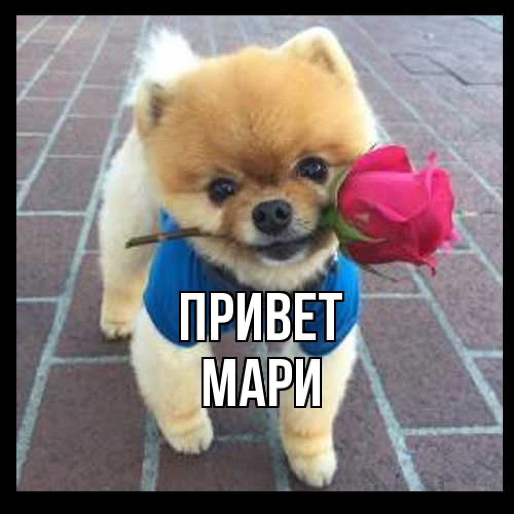 Открытка на каждый день с именем, Мари Привет роза в зубах у собаки Прикольная открытка с пожеланием онлайн скачать бесплатно 