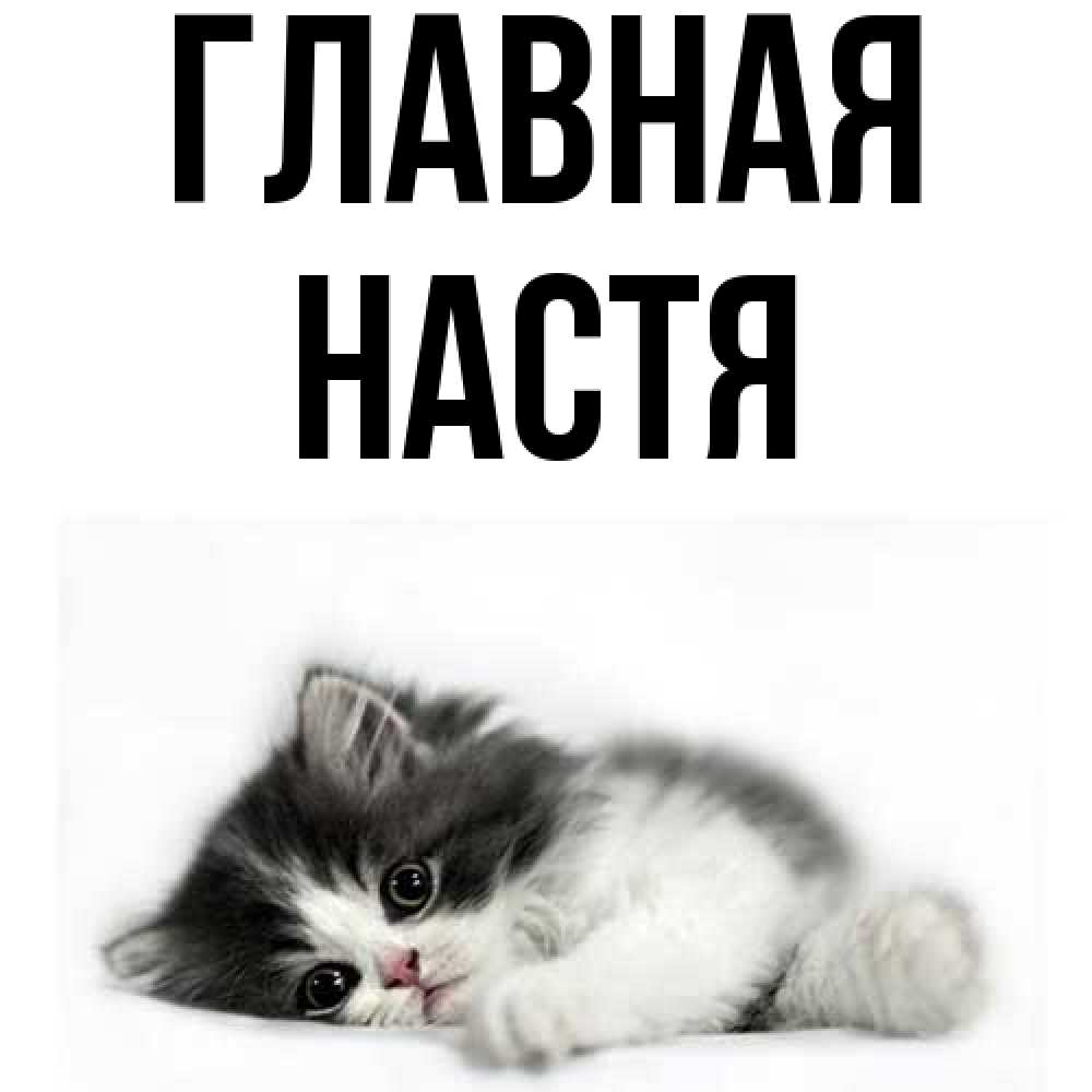 Открытка на каждый день с именем, настя Главная черный и белый кот Прикольная открытка с пожеланием онлайн скачать бесплатно 