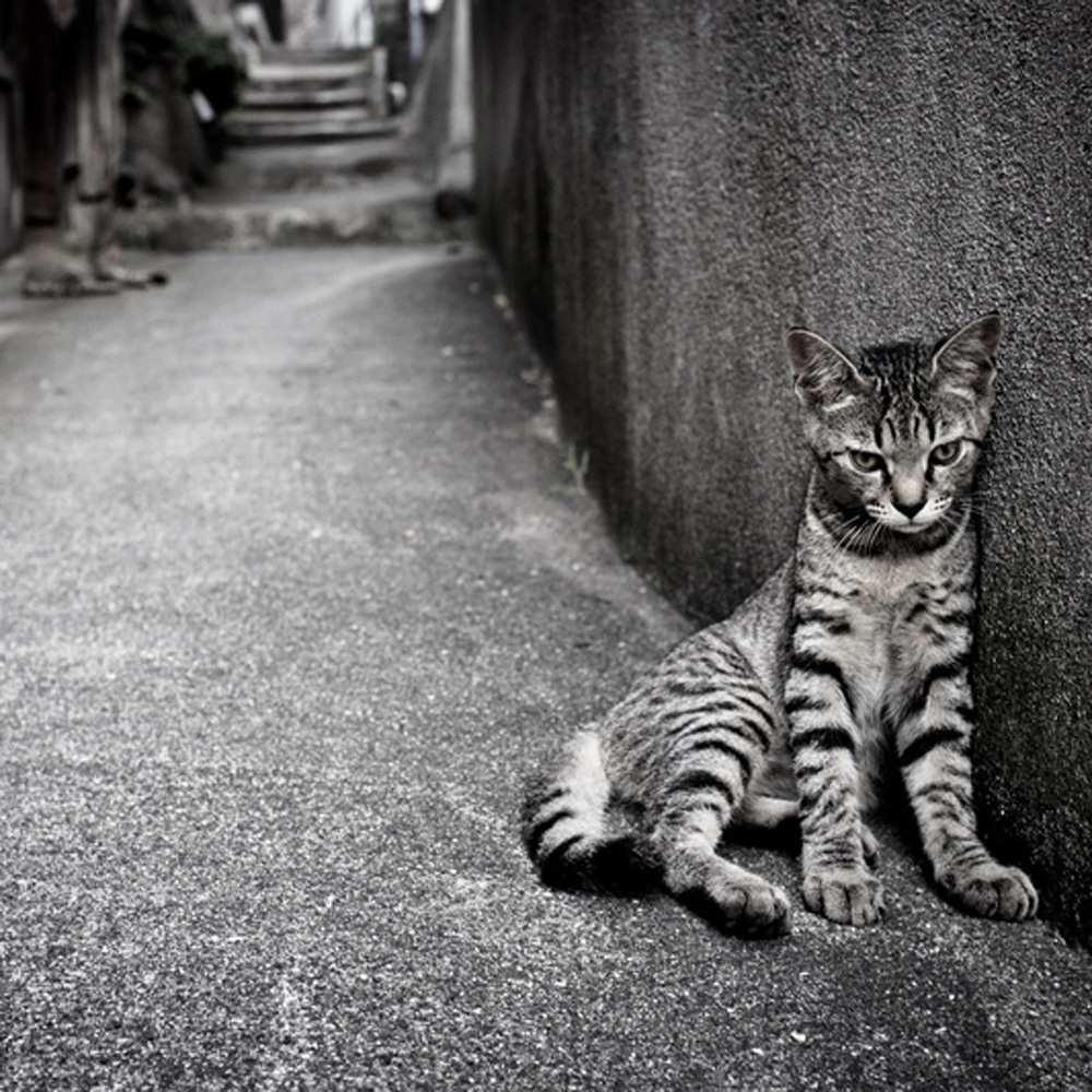 Открытка на каждый день с именем, Геннадий Не грусти скучающий котик Прикольная открытка с пожеланием онлайн скачать бесплатно 