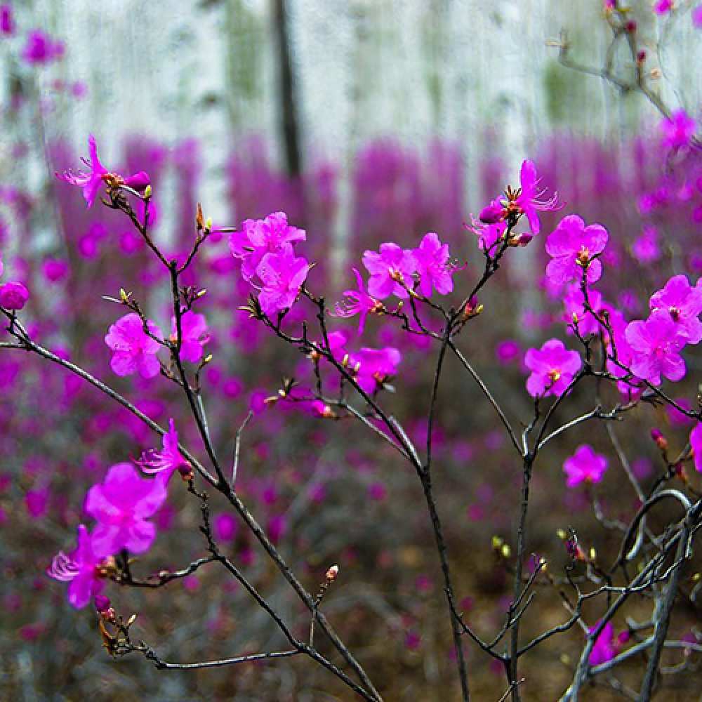 Открытка на каждый день с именем, Ксюшенька C 8 МАРТА дикие цветы Прикольная открытка с пожеланием онлайн скачать бесплатно 