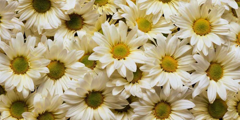 Открытка на каждый день с именем, Терентий Хорошего настроения крупные ромашки Прикольная открытка с пожеланием онлайн скачать бесплатно 