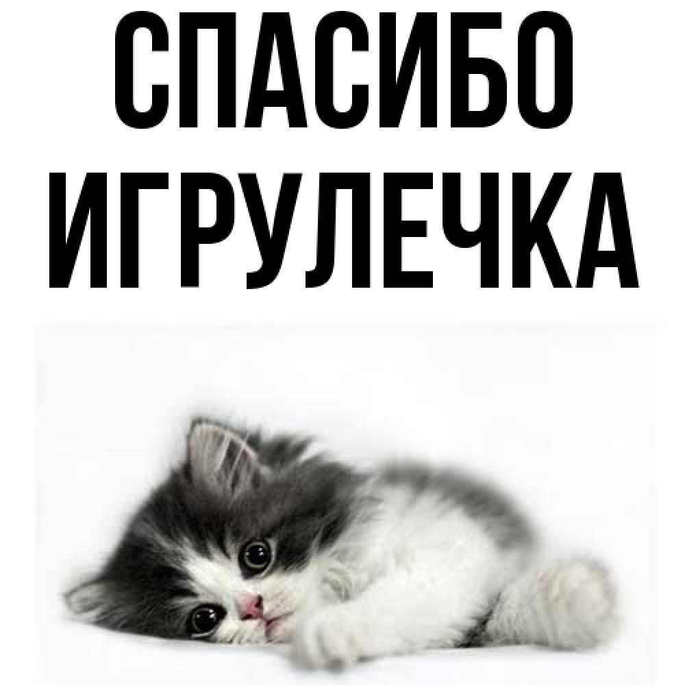 Открытка на каждый день с именем, Игрулечка Спасибо черный и белый кот Прикольная открытка с пожеланием онлайн скачать бесплатно 