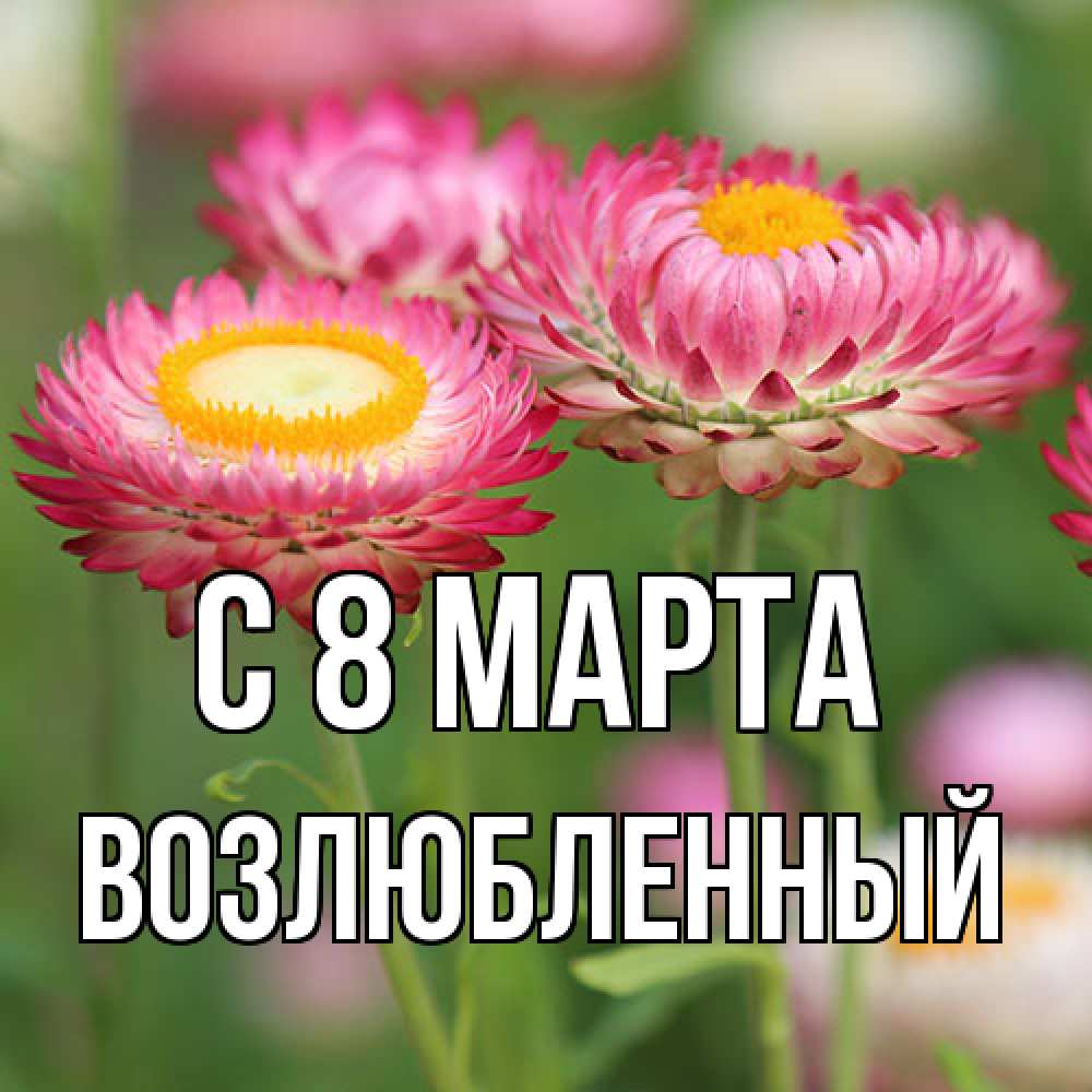 Открытка на каждый день с именем, Возлюбленный C 8 МАРТА подарок на международный женский день Прикольная открытка с пожеланием онлайн скачать бесплатно 