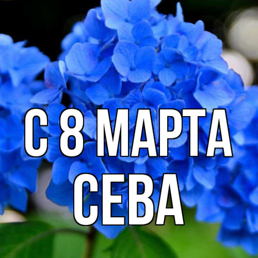 Открытка на каждый день с именем, Сева C 8 МАРТА синие цветы Прикольная открытка с пожеланием онлайн скачать бесплатно 