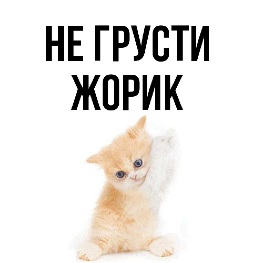 Открытка на каждый день с именем, жорик Не грусти просящий кот Прикольная открытка с пожеланием онлайн скачать бесплатно 