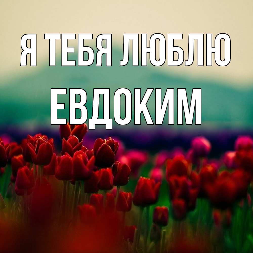 Открытка на каждый день с именем, Евдоким Я тебя люблю тюльпаны 4 Прикольная открытка с пожеланием онлайн скачать бесплатно 