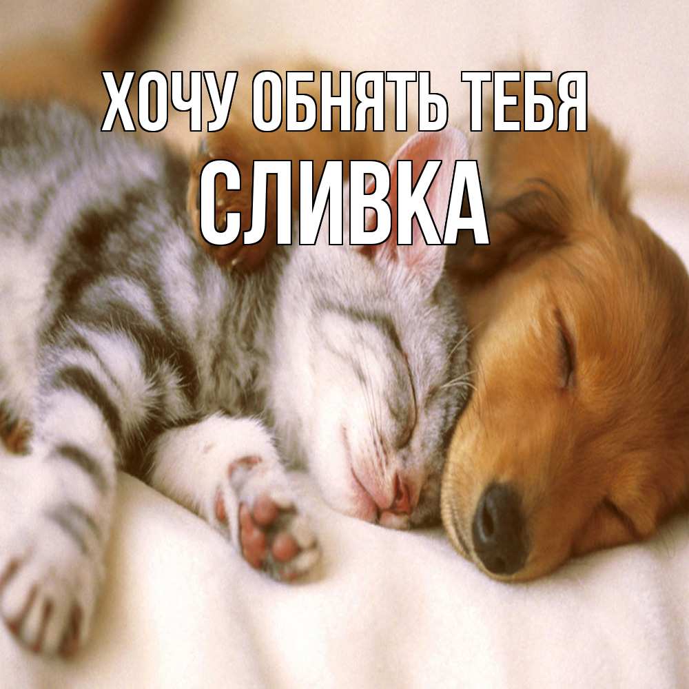Открытка на каждый день с именем, Сливка Хочу обнять тебя пес и котенок Прикольная открытка с пожеланием онлайн скачать бесплатно 
