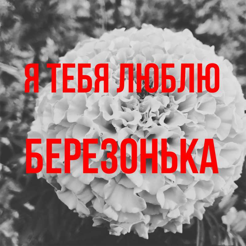 Картинка Я тебя люблю, Березонька