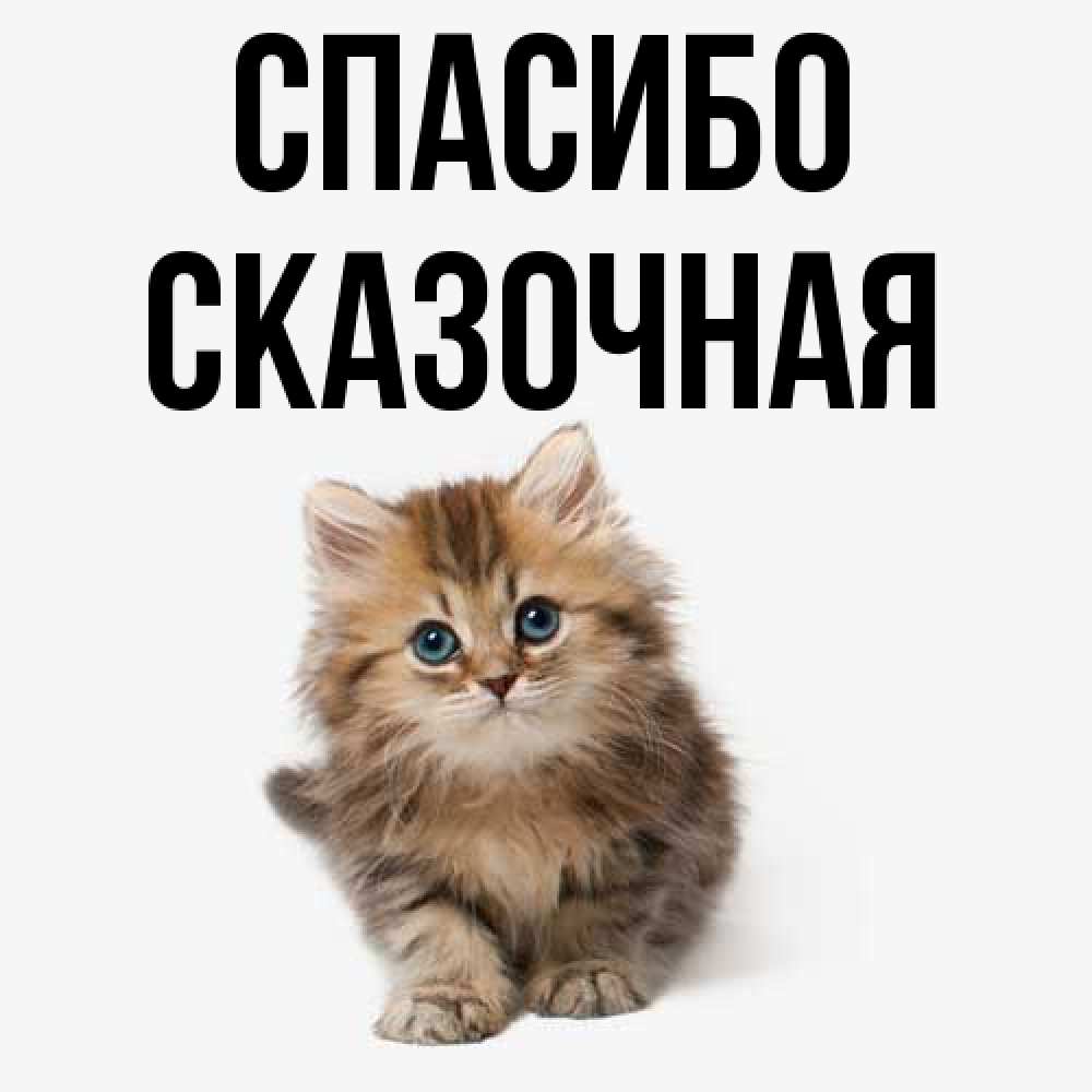 Открытка на каждый день с именем, сказочная Спасибо пушистый котик Прикольная открытка с пожеланием онлайн скачать бесплатно 