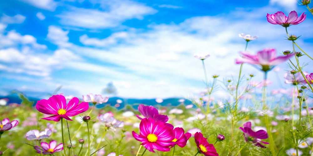 Открытка на каждый день с именем, Диодора Хорошего настроения поле цветов Прикольная открытка с пожеланием онлайн скачать бесплатно 
