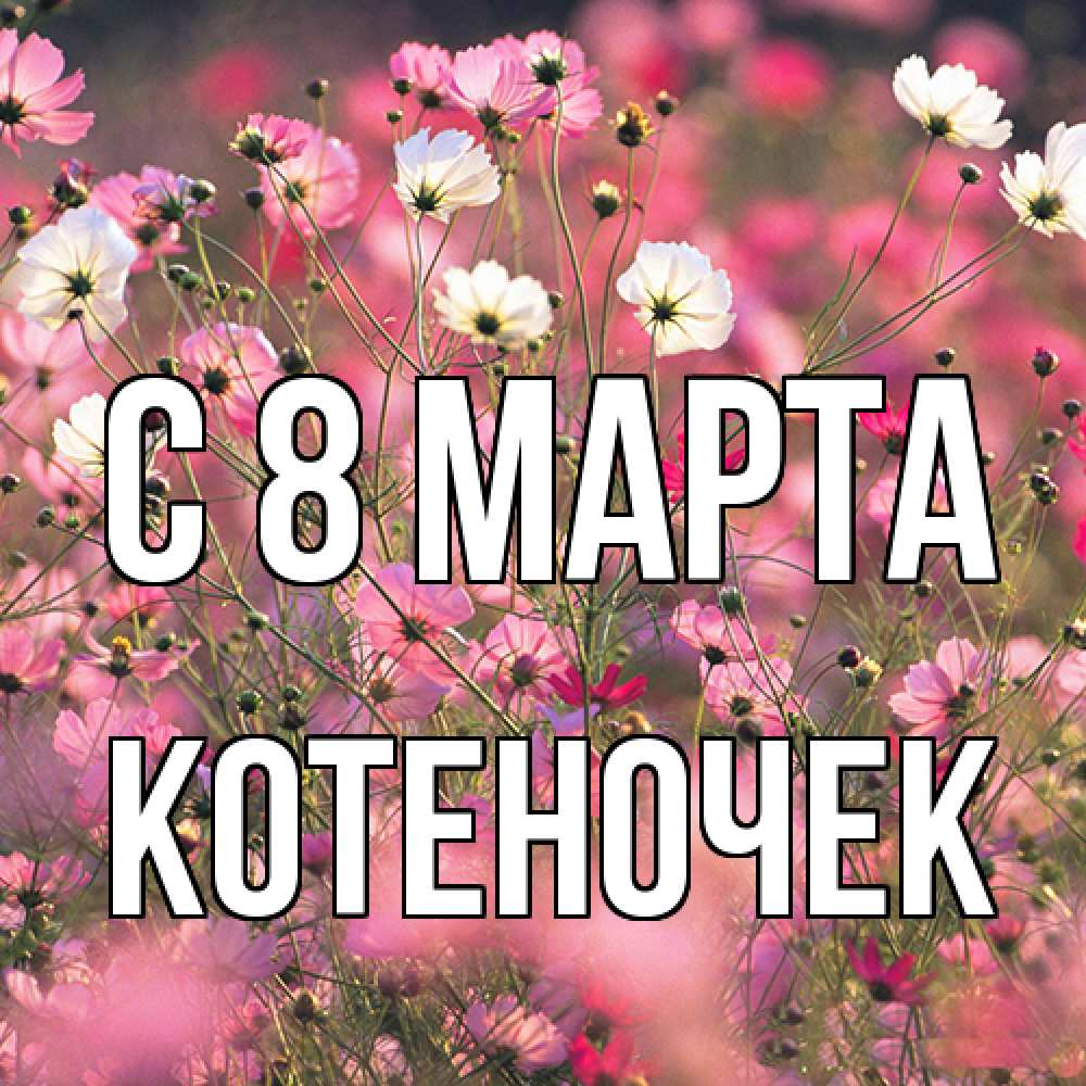 Открытка на каждый день с именем, Котеночек C 8 МАРТА красиво 1 Прикольная открытка с пожеланием онлайн скачать бесплатно 